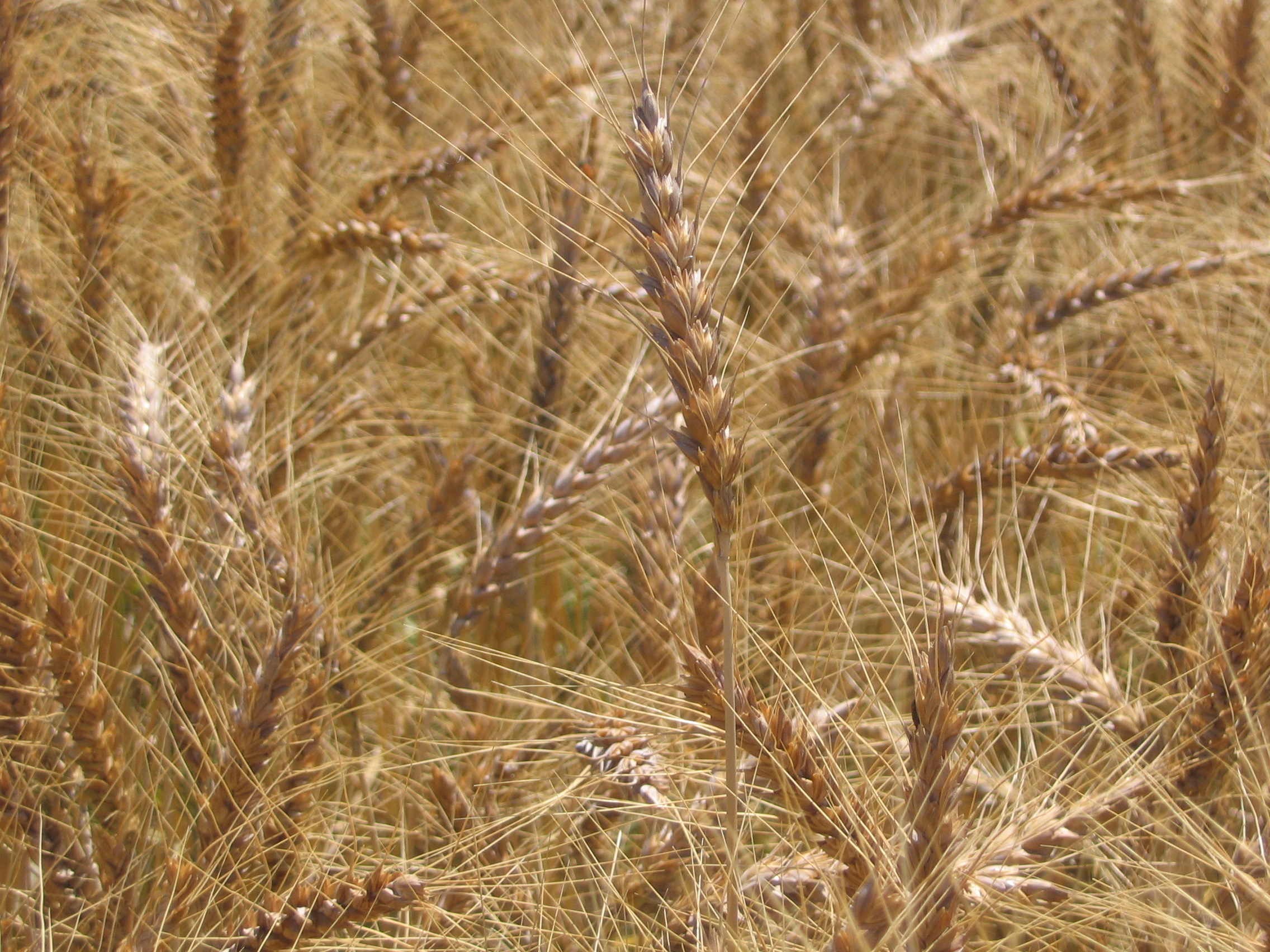 Promontory Wheat