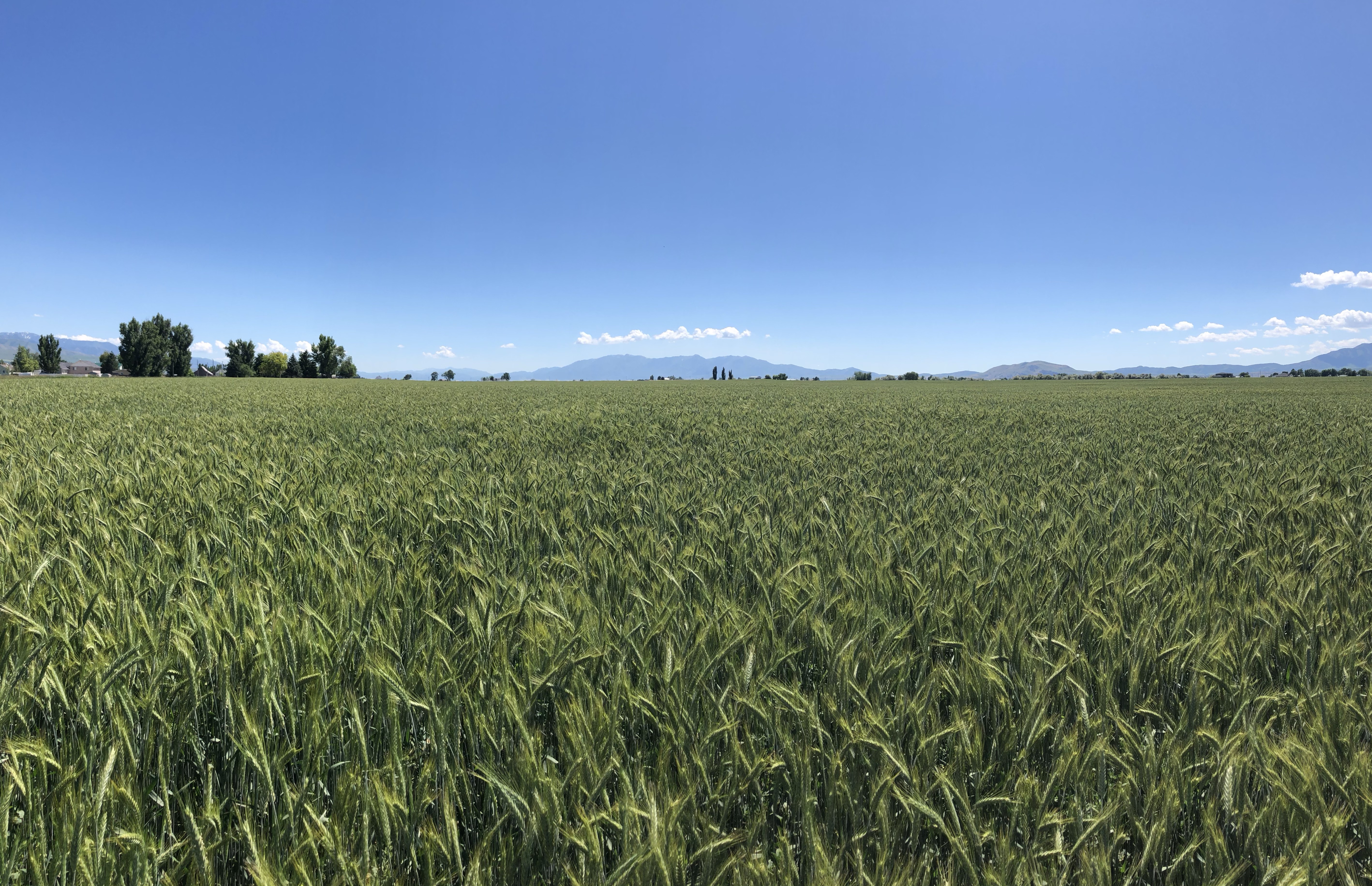 Triticale Field