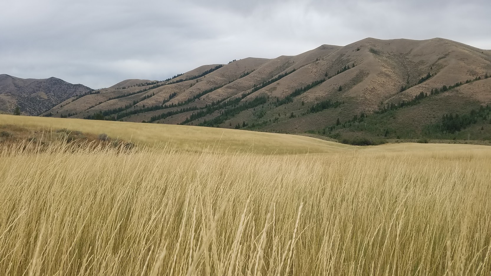 Grass Seed Production