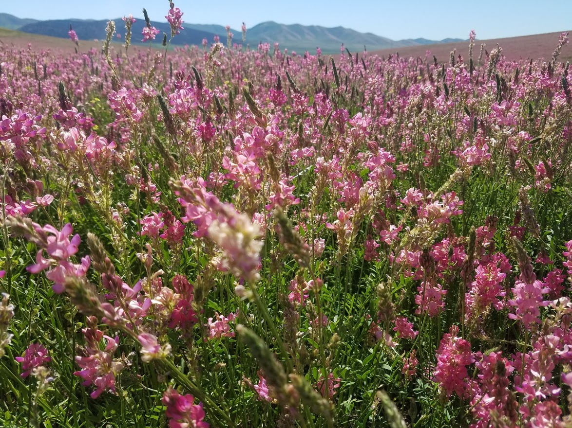 Sainfoin