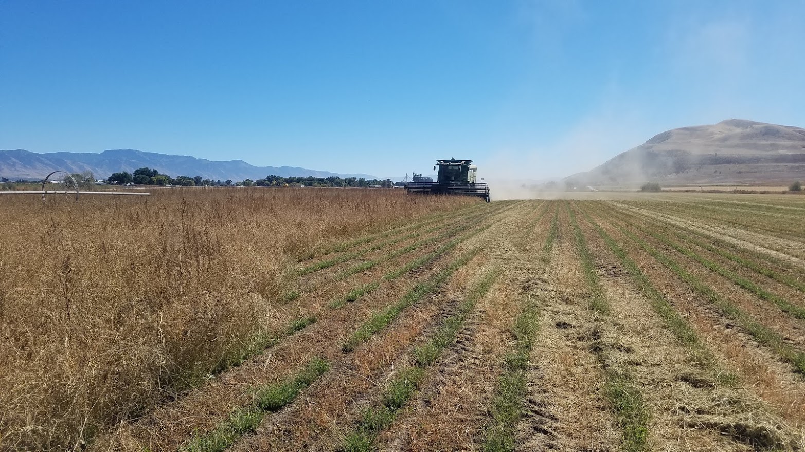 Alfalfa Seed Harvest