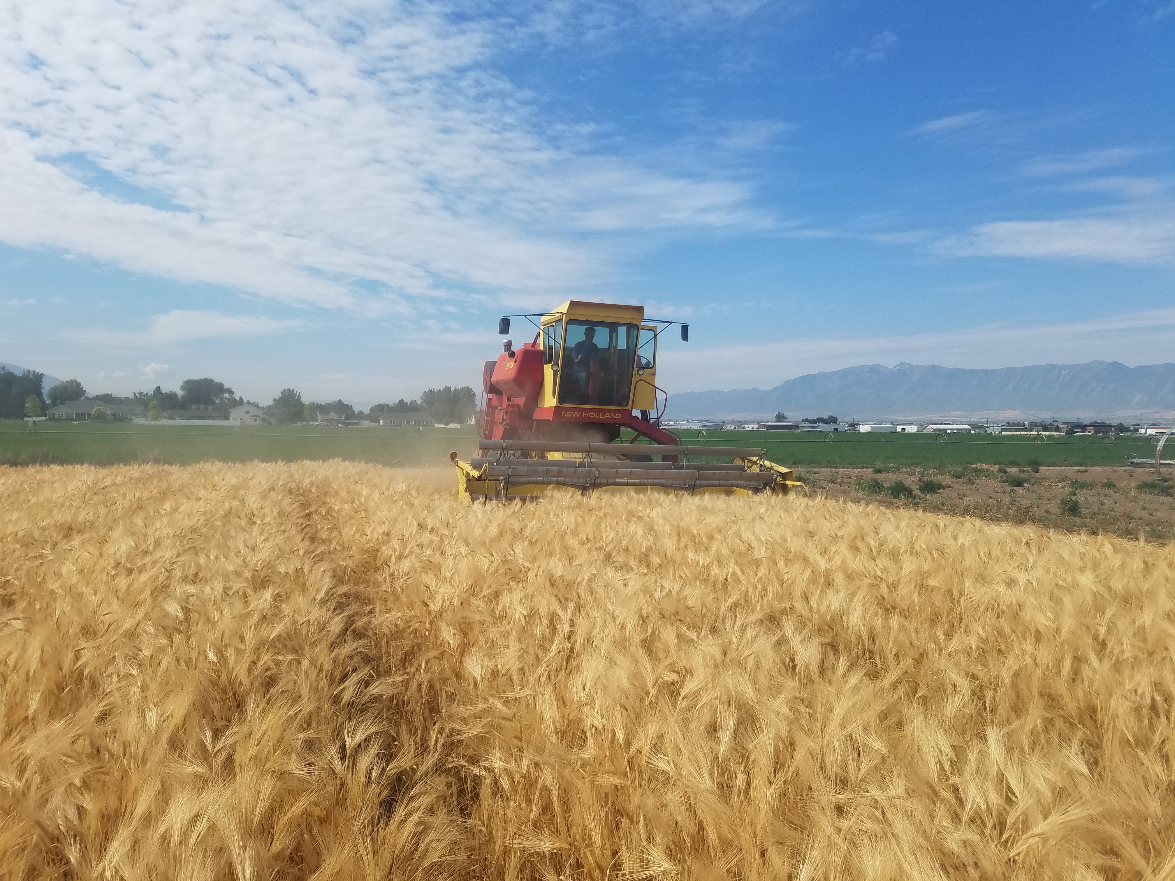 Foundation Seed Plots being harvested