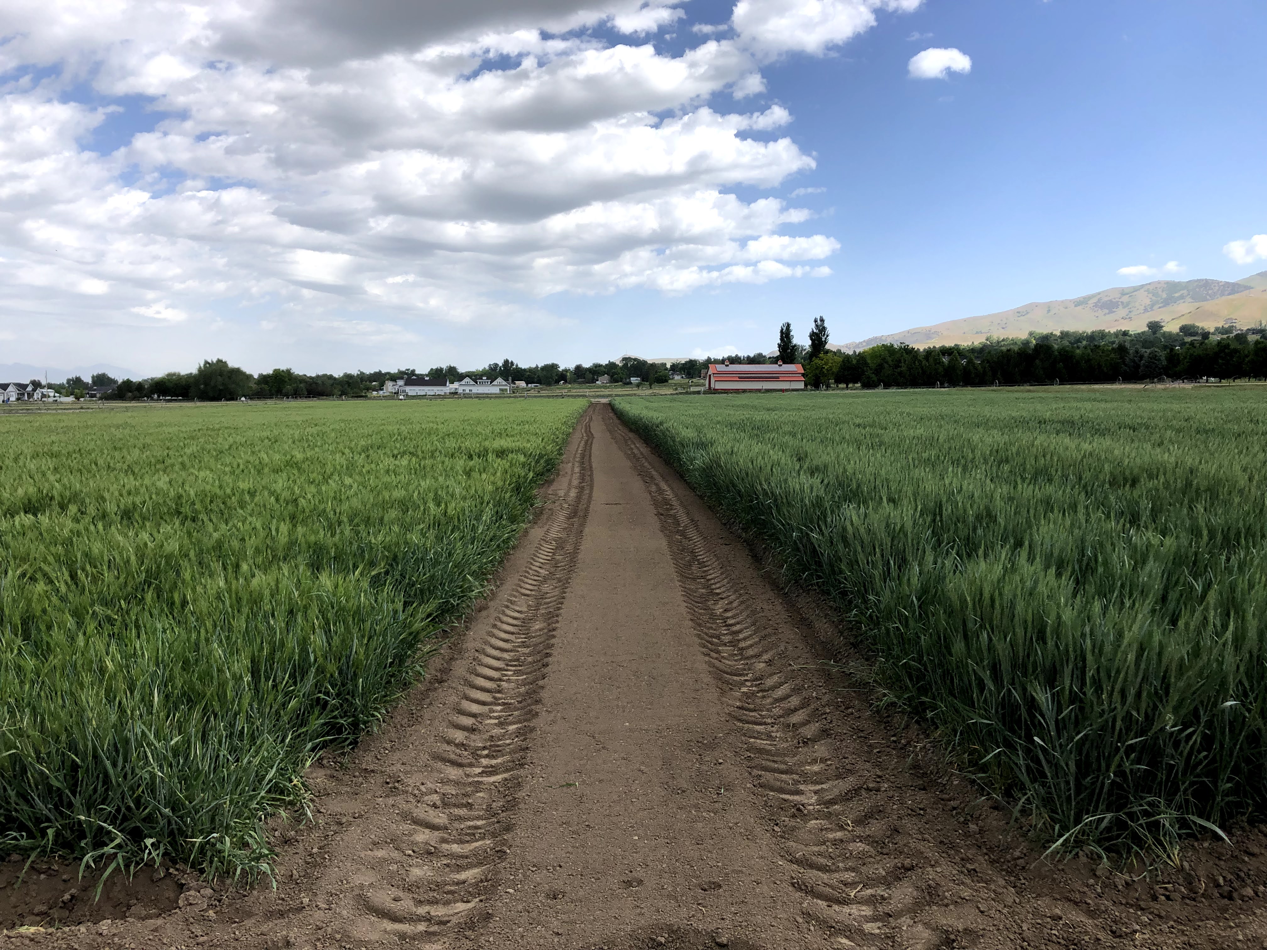 Foundation Wheat and Barley