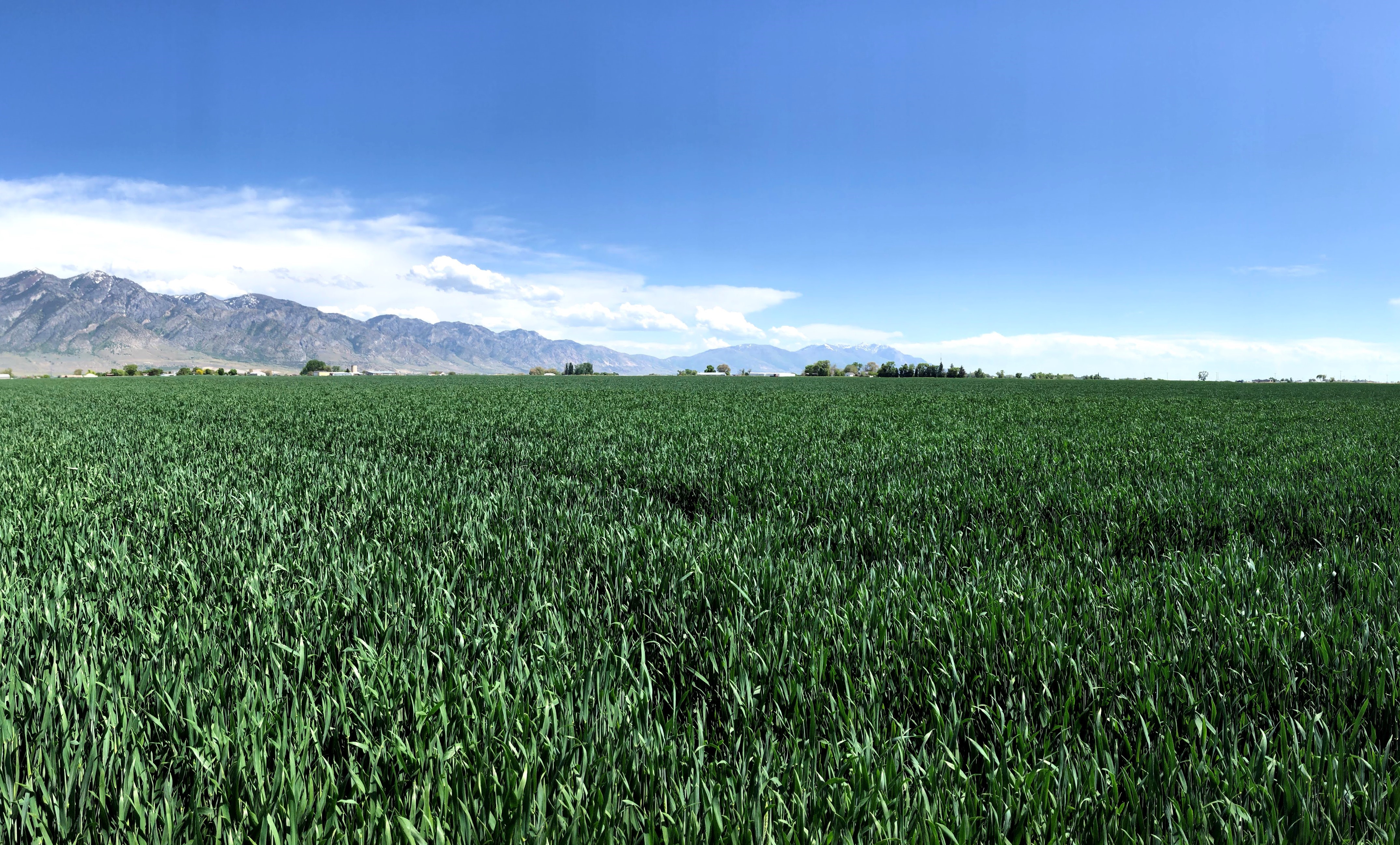 Triticale in Northern Utah